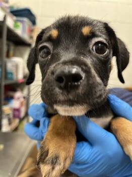 A272977 -  Boxer and Mixed Breed Dog for Adoption in Chula Vista, California - A272977 | PetCurious