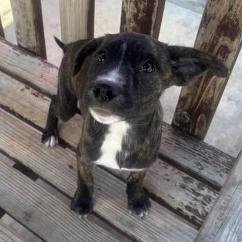Sandy -  Labrador Retriever and Mixed Breed Dog for Adoption in Long Beach, California - Sandy | PetCurious