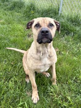 Rescue Bullmastiff Dogs for Adoption in Wooster, Ohio - Mabel | PetCurious