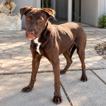 Winnie -  Chocolate Labrador Retriever and Mixed Breed Dog for Adoption in Lathrop, California - Winnie | PetCurious