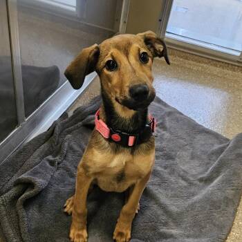 Mixed Breed Dogs Available for Adoption in Sonoma, California - Miss Piggy (coming Soon) | PetCurious