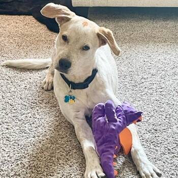 King -  Australian Shepherd and Yellow Labrador Retriever Dog for Adoption in Houston, Texas - King | PetCurious