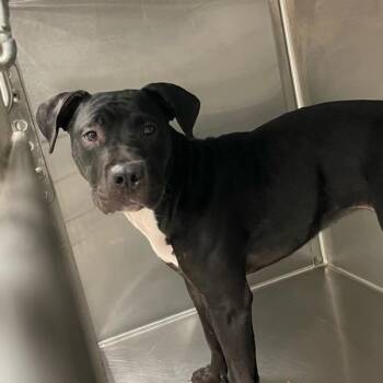 Merida -  Terrier and Labrador Retriever Dog for Adoption in Des Moines, Iowa - Merida | PetCurious