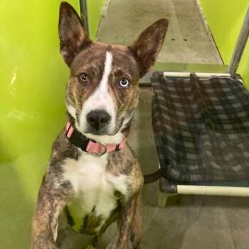 Blue - Stray Hold Up 10/23 -  Cattle Dog and Husky Dog for Adoption in Spokane, Washington - Blue - Stray Hold Up 10/23 | PetCurious