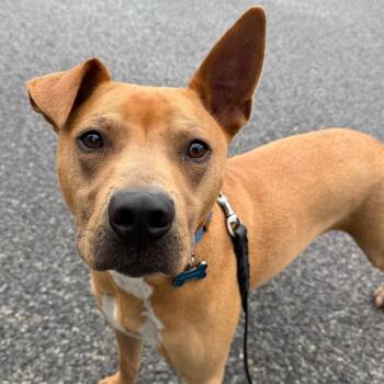 Buzz -  Mixed Breed Dog for Adoption in Hampton Bays, New York - Buzz | PetCurious