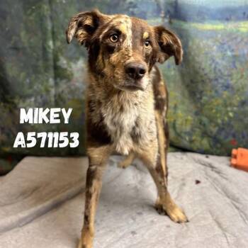 MIKEY -  Australian Shepherd Dog for Adoption - MIKEY | PetCurious