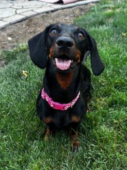 Maggie -  Dachshund Dog for Adoption in Portland, Oregon - Maggie | PetCurious