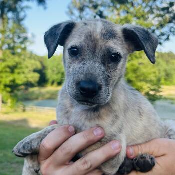 Australian Cattle Dog Blue Heeler Dogs Available for Adoption in Atlanta, Texas - Sassy | PetCurious