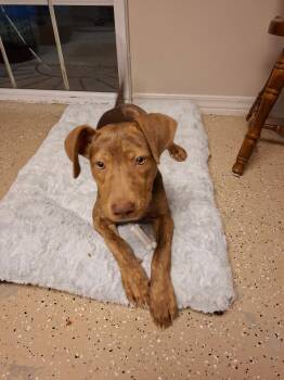 Mango -  Pit Bull Terrier and Dutch Shepherd Dog Available for Adoption in West Hollywood, California - Mango | PetCurious
