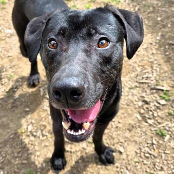 Mijo -  Black Labrador Retriever Dog for Adoption in Michigan City, Indiana - Mijo | PetCurious