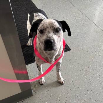 Poe -  German Shorthaired Pointer and Australian Cattle Dog Blue Heeler Dog for Adoption in Galax, Virginia - Poe | PetCurious