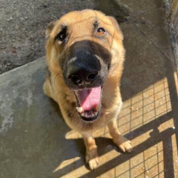 Falcon -  German Shepherd Dog Dog for Adoption in Birmingham, Alabama - Falcon | PetCurious