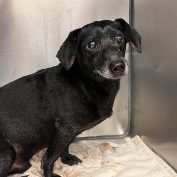 Slinky -  Dachshund and Mixed Breed Dog for Adoption in Martinsville, Virginia - Slinky | PetCurious
