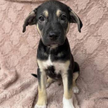 Mixed Breed Dogs Available for Adoption in Boca Raton, Florida - Bernard  | PetCurious