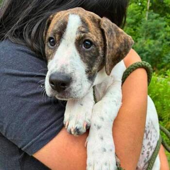 Tot -  Terrier and Mixed Breed Dog for Adoption in Gastonia, North Carolina - Tot | PetCurious