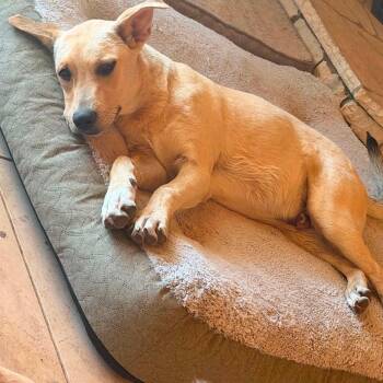 Walter -  Labrador Retriever Dog for Adoption in Uxbridge, Massachusetts - Walter | PetCurious