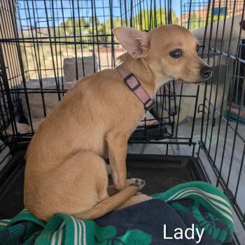 Lady Shelley OS NV -  Chihuahua Dog for Adoption in Las Vegas, Nevada - Lady Shelley OS NV | PetCurious