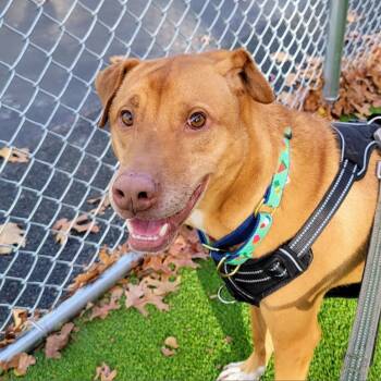 Leo -  Retriever Dog for Adoption in Warwick, Rhode Island - Leo | PetCurious
