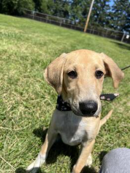 Papaya -  Mountain Cur and Collie Dog for Adoption in Upper Sandusky, Ohio - Papaya | PetCurious