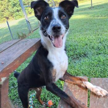 Flynn -  Border Collie and Mixed Breed Dog for Adoption in Chesapeake, Virginia - Flynn | PetCurious