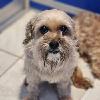 Shih Tzu and Yorkshire Terrier Dogs Available for Adoption in Walnutport, Pennsylvania - Arthur | PetCurious