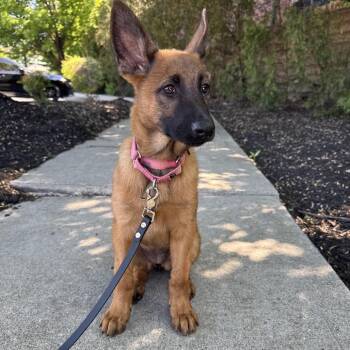 Belgian Shepherd Malinois Dogs Available for Adoption in Medford Lakes, New Jersey - Letty | PetCurious
