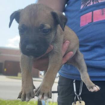 WV Puppy Tommy -  German Shepherd Dog and Husky Dog for Adoption in Fairfax Station, Virginia - WV Puppy Tommy | PetCurious