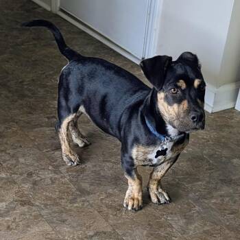 Oaxacan -  Mixed Breed Dog for Adoption in Savannah, Georgia - Oaxacan | PetCurious
