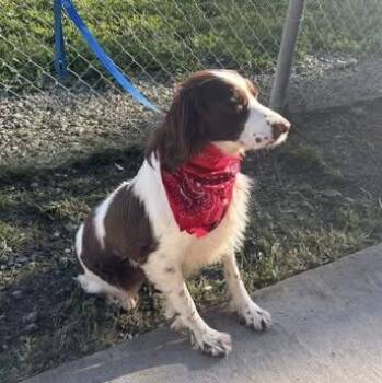 Spaniel Dogs Available for Adoption in Woodland, California - Ruby | PetCurious
