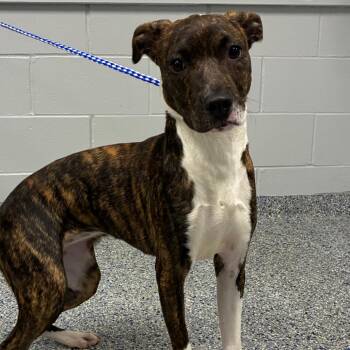 Aaliyah -  Mixed Breed Dog for Adoption in Greenville, South Carolina - Aaliyah | PetCurious