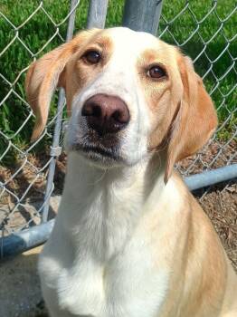 Garth -  Hound Dog for Adoption in New Port Richey, Florida - Garth | PetCurious