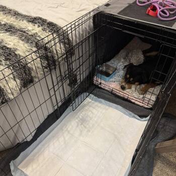 Terrier Dogs Available for Adoption in Dallas, Texas - Beau | PetCurious