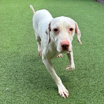 Rico 7340 -  English Pointer Dog for Adoption in Loxahatchee Groves, Florida - Rico 7340 | PetCurious