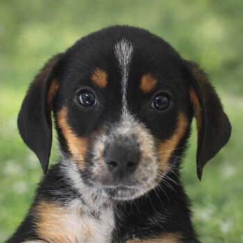 Australian Shepherd Dogs Available for Adoption - Willie | PetCurious