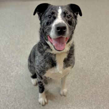 Bentley -  Shepherd and Australian Shepherd Dog for Adoption in Fullerton, Pennsylvania - Bentley | PetCurious