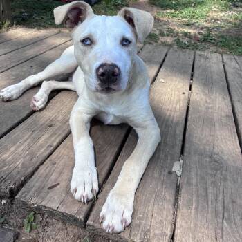 Blue -  Catahoula Leopard Dog Dog for Adoption in Sequatchie, Tennessee - Blue | PetCurious