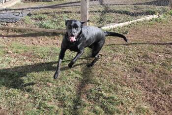 Mixed Breed Dogs Available for Adoption in Mccall, Idaho - Rosie | PetCurious