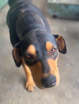Rescue Doberman Pinscher Dogs for Adoption in Los Angeles, California - Lily | PetCurious