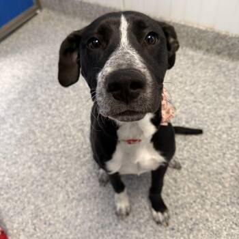 Border Collie and Husky Dogs Available for Adoption in Prineville, Oregon - Margot | PetCurious