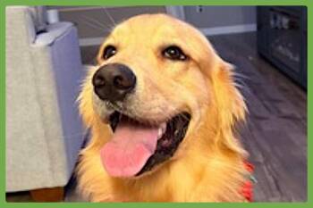 Golden Retriever Dogs Available for Adoption - Charlie | PetCurious