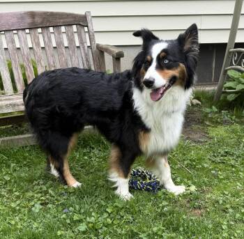Australian Shepherd Dogs Available for Adoption in Ringwood, Illinois - 1108 Bluey | PetCurious