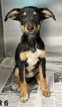 Terrier Dogs Available for Adoption in Brewster, New York - Abundant Hope (TN A Litter) | PetCurious