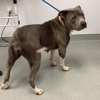 Pit Bull Terrier and Terrier Dogs Available for Adoption - Tina | PetCurious