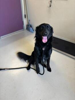 Flat Coated Retriever and Mixed Breed Dogs Available for Adoption in Santa Cruz, California - ROGER* | PetCurious
