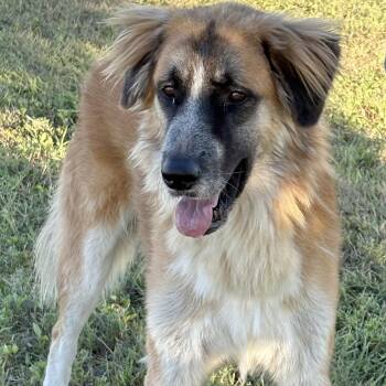 Meet Oakley — The Gentle Golden Guardian -  Great Pyrenees and Golden Retriever Dog for Adoption in Houston, Texas - Meet Oakley — The Gentle Golden Guardian | PetCurious