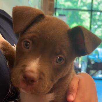 Sunday -  Mixed Breed Dog for Adoption - Sunday | PetCurious