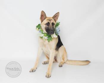 German Shepherd Dog Dogs Available for Adoption in Tuscaloosa, Alabama - Maggie | PetCurious
