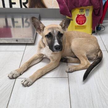 Shepherd Dogs Available for Adoption in Lufkin, Texas - Parker | PetCurious