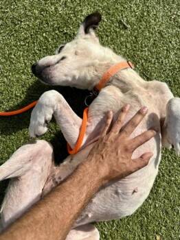 Twilight -  Mixed Breed Dog for Adoption in Wichita, Kansas - Twilight | PetCurious