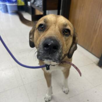 Penelope -  Mastiff and Hound Dog for Adoption in Jacksboro, Tennessee - Penelope | PetCurious